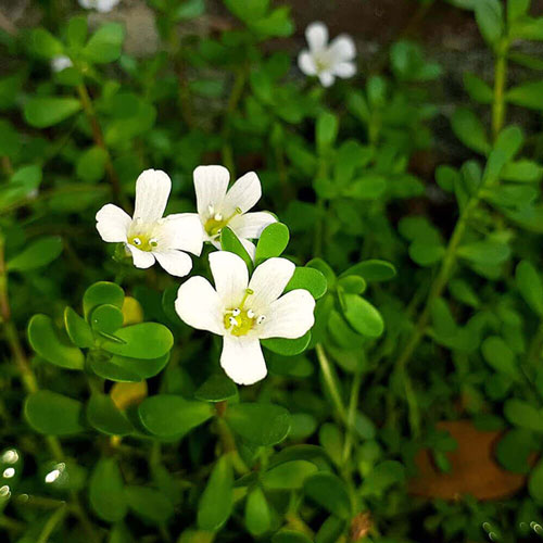BRAHMI