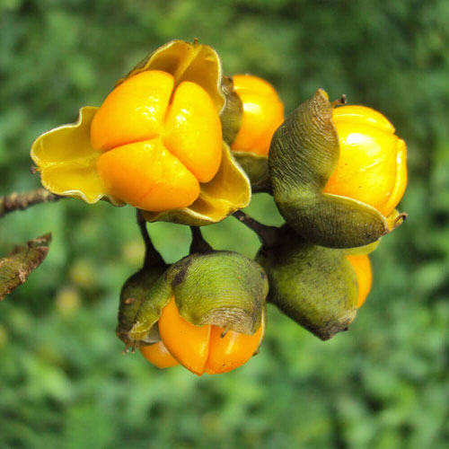 JYOTISHMATI